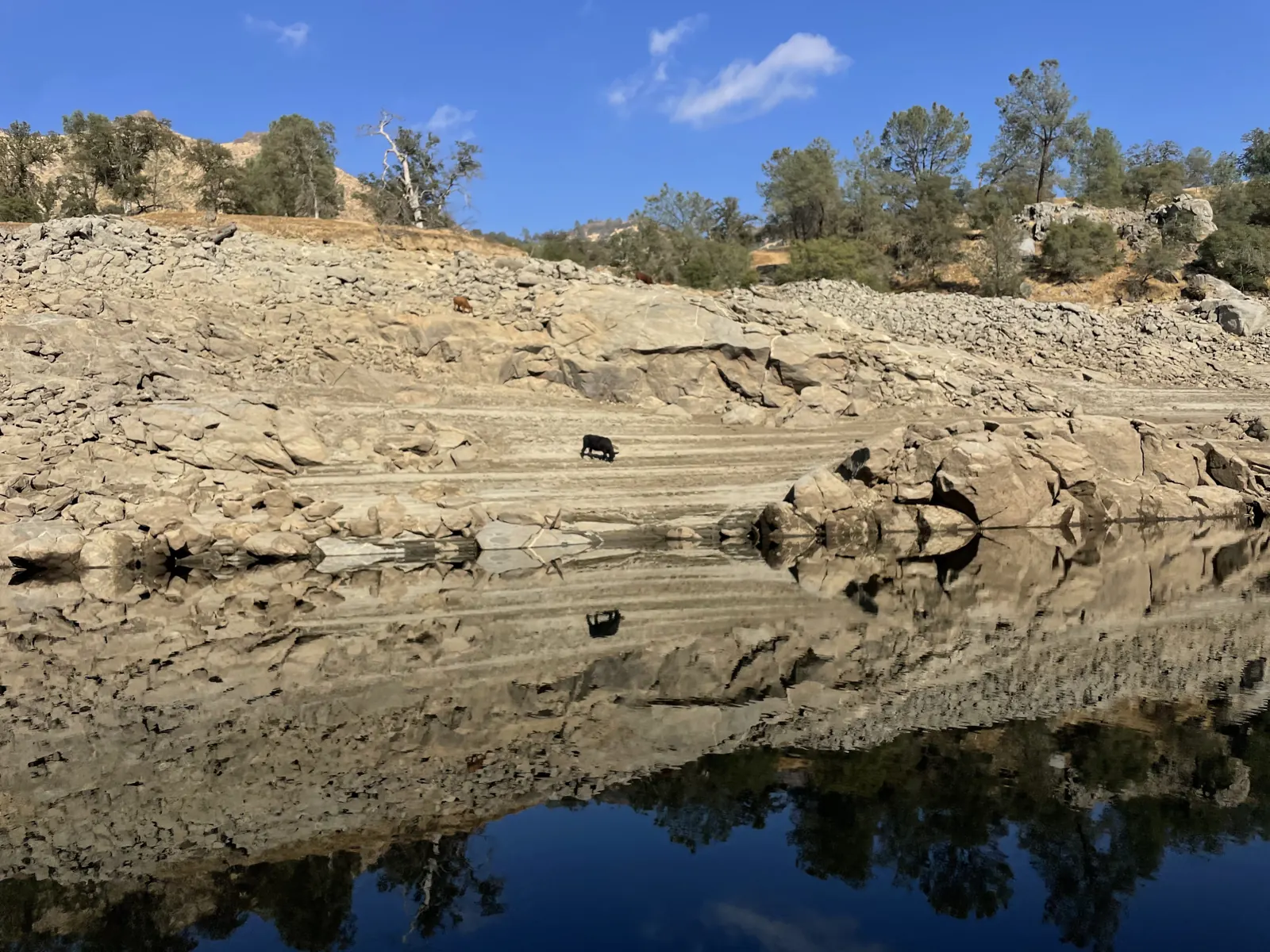 Cattle grazing on the rocky lake shore, reflected in the water