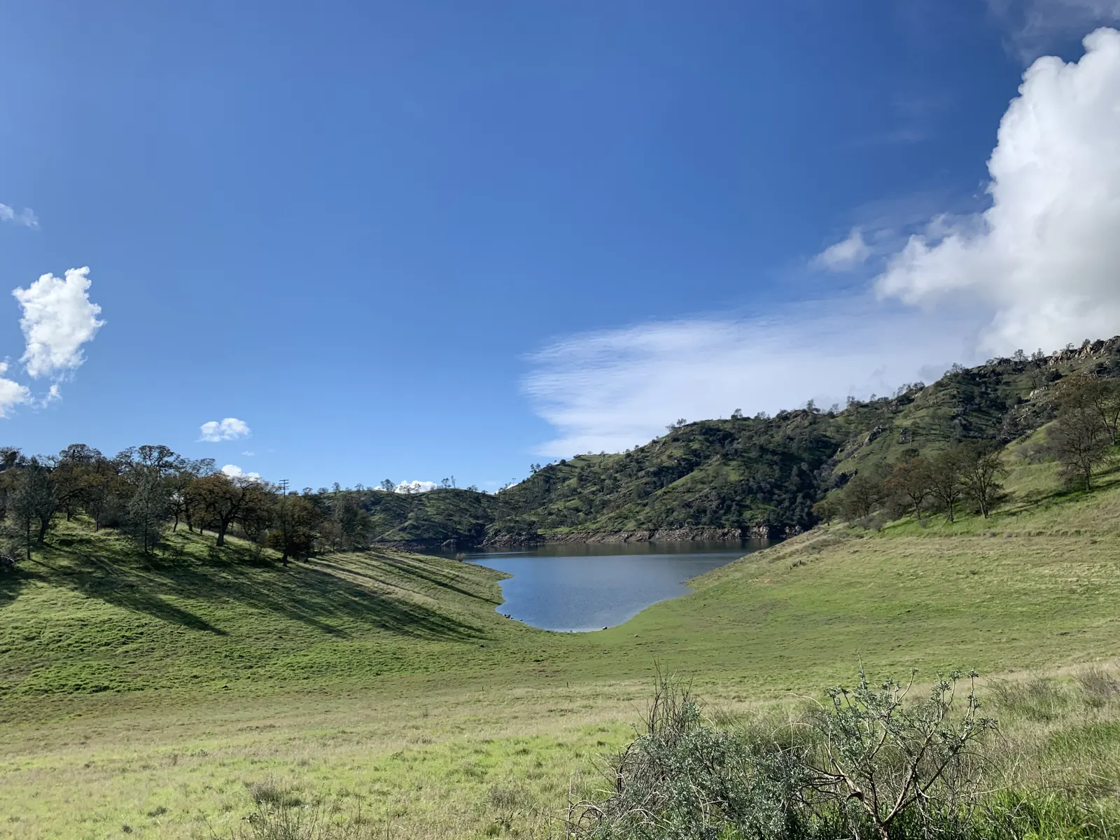 Bright green spring hills and oaks around a small pond